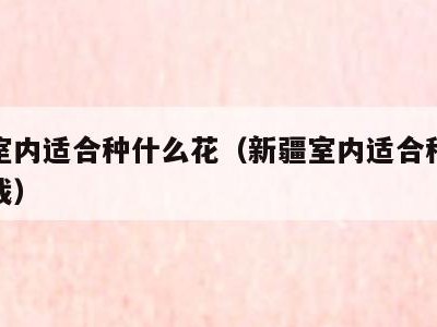 新疆室内适合种什么花(新疆室内适合种什么花盆栽)