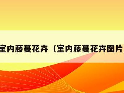 室内藤蔓花卉(室内藤蔓花卉图片)