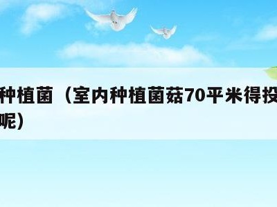 室内种植菌(室内种植菌菇70平米得投资多少钱呢)