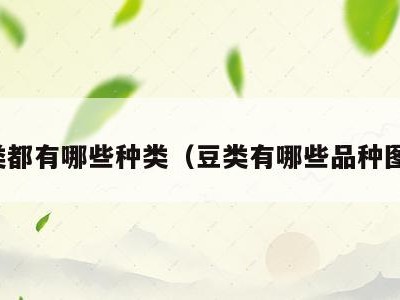 豆类都有哪些种类(豆类有哪些品种图片)