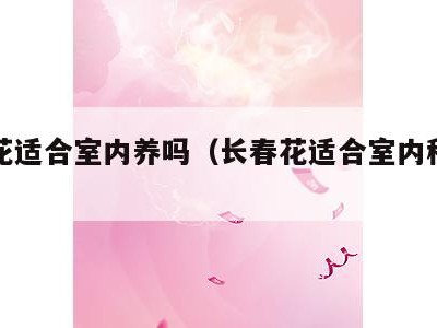 长春花适合室内养吗（长春花适合室内种植吗）
