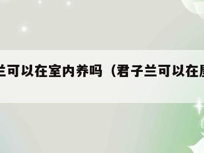 君子兰可以在室内养吗(君子兰可以在屋里养吗)