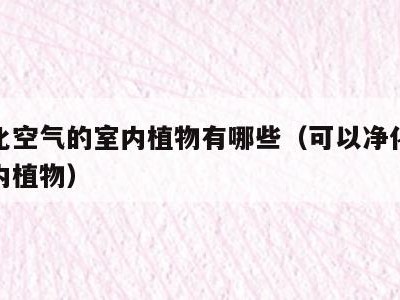 能净化空气的室内植物有哪些(可以净化空气的室内植物)